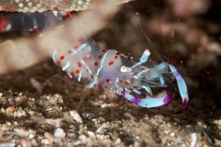 「アカホシカクレエビ」のサムネイル画像