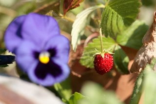 「ワイルドストロベリー」のサムネイル画像