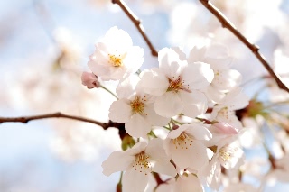 「ソメイヨシノ(染井吉野)」のサムネイル画像