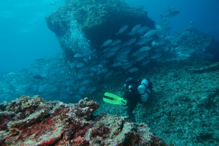 「ギンガメアジ(Bigeye trevally)」のサムネイル画像