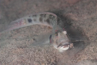 「無題」のサムネイル画像