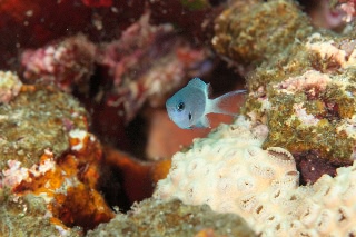 「シコクスズメダイ」のサムネイル画像