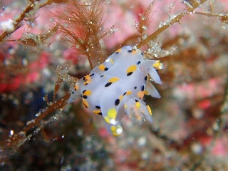 「ミズタマウミウシ」のサムネイル画像