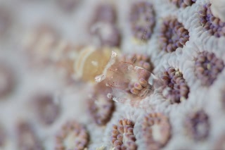 「ヒメイソギンチャクエビ(Popcorn shrimp,ポップコーンシュリンプ)」のサムネイル画像