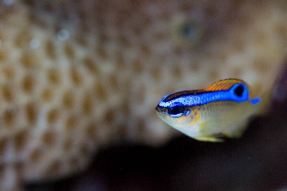 「ミヤコキセンスズメダイ」のサムネイル画像