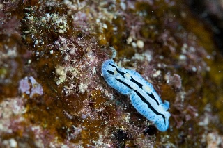 「ソライロイボウミウシ」のサムネイル画像