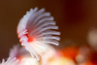 「アマミスズメダイ」のサムネイル画像