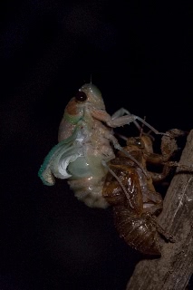 「アブラゼミ」のサムネイル画像