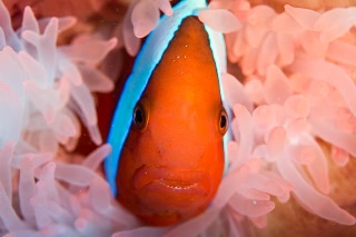 「ハマクマノミ」のサムネイル画像