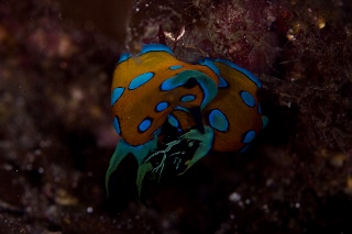 「ウミウシの仲間」のサムネイル画像