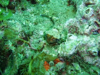 「ヤマドリ」のサムネイル画像