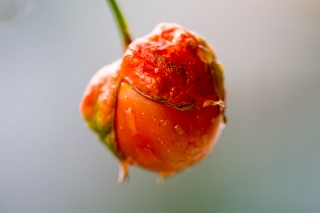 「ホオズキ」のサムネイル画像