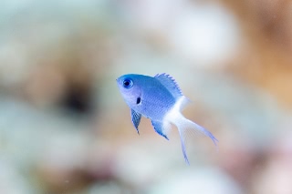 「シコクスズメダイ」のサムネイル画像