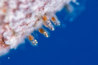 「ガラスハゼ」のサムネイル画像