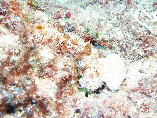 「クロエリナマコ(Graffiti sea cucumber,クロテナマコ,オハグロナマコ)」のサムネイル画像