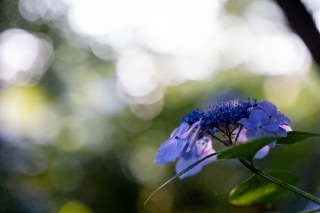 「ガクアジサイ(額紫陽花)」のサムネイル画像