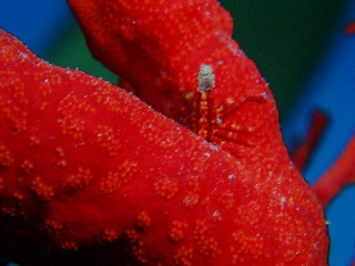 「イボイソバナガニ」のサムネイル画像