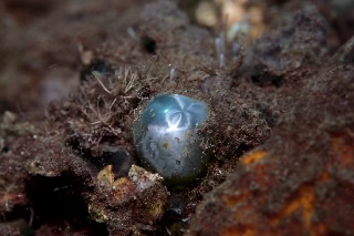 「タマゴバロニア」のサムネイル画像