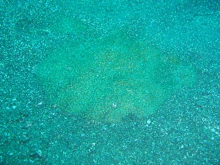 「カスザメ」のサムネイル画像