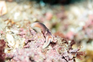 「コナユキツバメガイ」のサムネイル画像