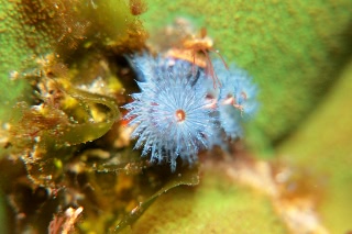 「イバラカンザシ(Christmas tree worm)」のサムネイル画像