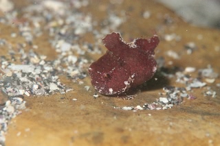 「ダンゴウオ(Lumpfish)」のサムネイル画像