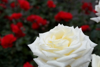 「バラ」のサムネイル画像