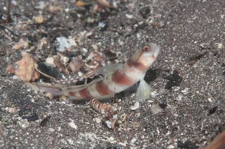 「ダテハゼ」のサムネイル画像