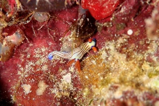 「ウミウシの仲間」のサムネイル画像