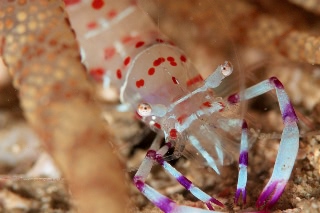 「アカホシカクレエビ」のサムネイル画像