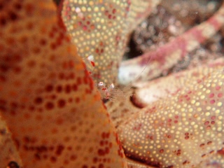 「無題」のサムネイル画像