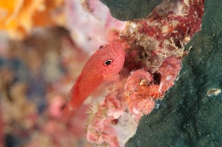 「ホテイベニハゼ」のサムネイル画像