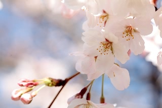 「ソメイヨシノ(染井吉野)」のサムネイル画像