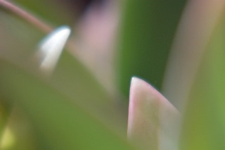 「ギガンチューム(ギガンジウム)」のサムネイル画像