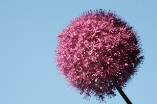 「ギガンチューム(ギガンジウム)」のサムネイル画像