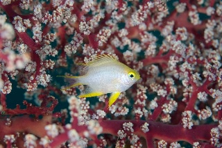 「ヤマブキスズメダイ」のサムネイル画像