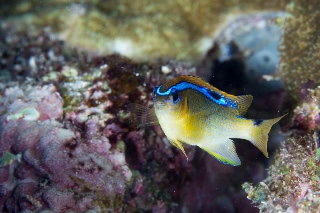 「ミヤコキセンスズメダイ」のサムネイル画像