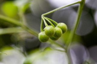 「シシトウガラシ(シシトウ,獅子唐)」のサムネイル画像