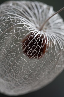 「ホオズキ」のサムネイル画像