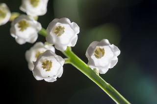「スズラン」のサムネイル画像