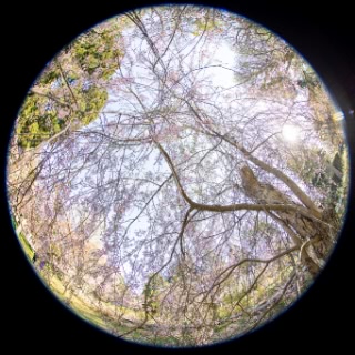 「シダレザクラ」のサムネイル画像