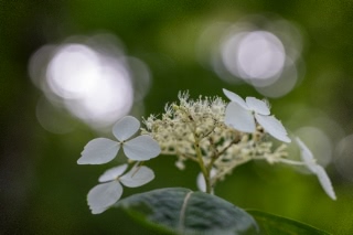 「ガクアジサイ(額紫陽花)」のサムネイル画像