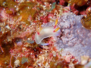 「ゾウゲイロウミウシ」のサムネイル画像