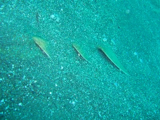 「カスザメ」のサムネイル画像