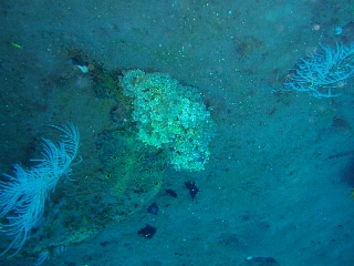 「無題」のサムネイル画像