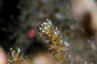 「無題」のサムネイル画像