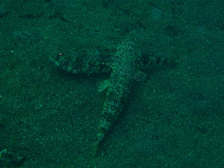 「アカエソ」のサムネイル画像