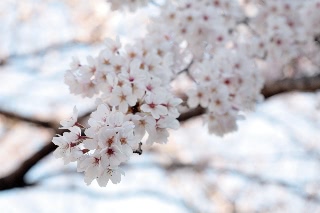 「ソメイヨシノ(染井吉野)」のサムネイル画像