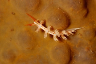 「アオミノウミウシ科の一種」のサムネイル画像