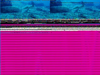 「アオウミガメ(Green turtle)」のサムネイル画像